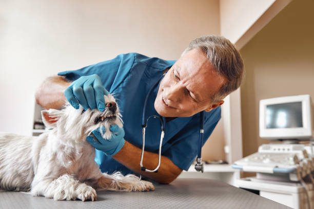 Best Emergency X-Rays and Diagnostics in Columbia City, IN
